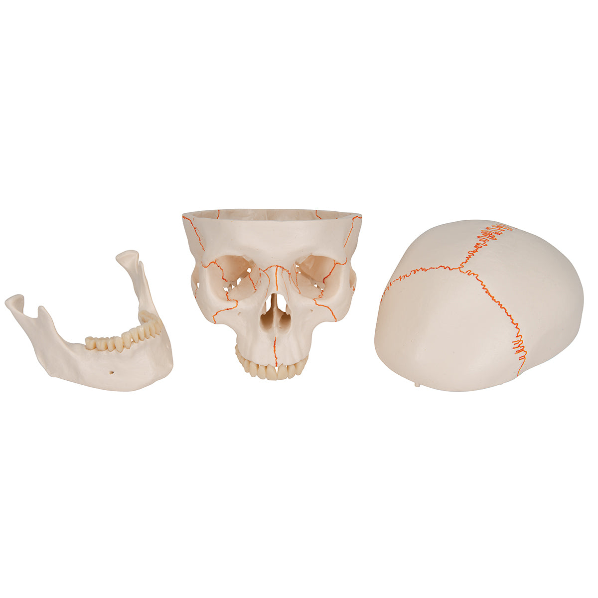 Human Classic Skull Model, 3 part