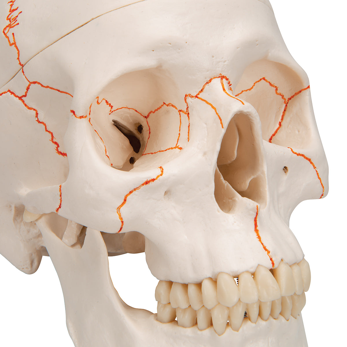 Human Classic Skull Model, 3 part