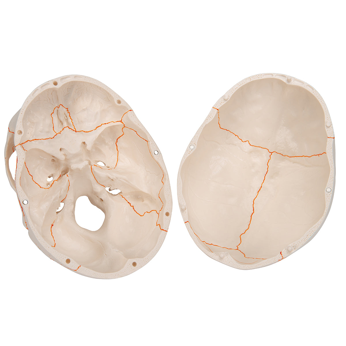 Human Classic Skull Model, 3 part