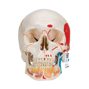 Classic Human Skull Model painted, with Opened Lower Jaw, 3 part