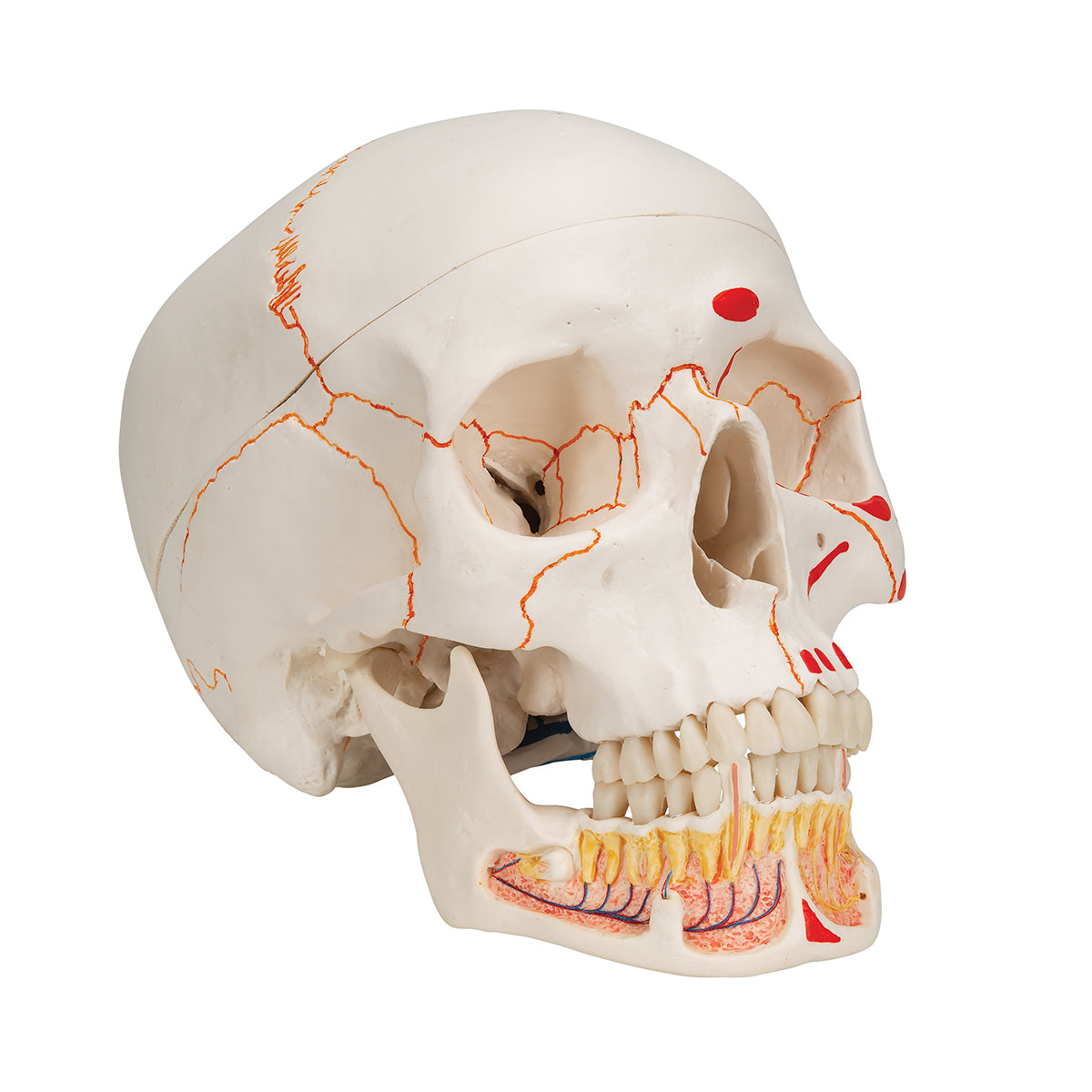 Classic Human Skull Model painted, with Opened Lower Jaw, 3 part