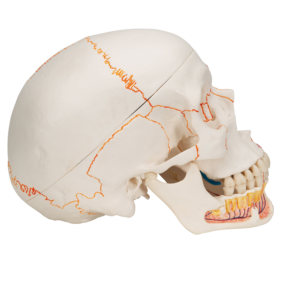 Classic Human Skull Model painted, with Opened Lower Jaw, 3 part