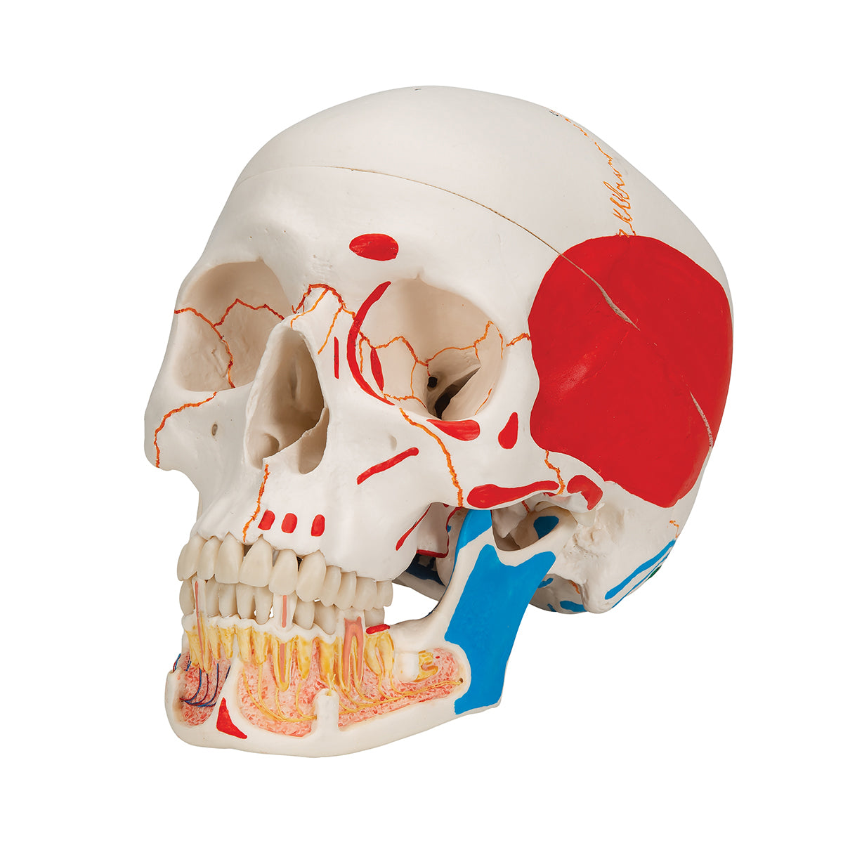 Classic Human Skull Model painted, with Opened Lower Jaw, 3 part