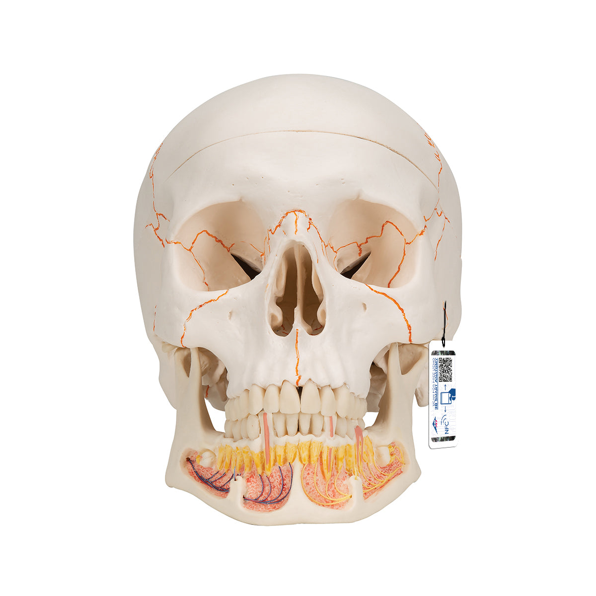 Classic Human Skull Model with Opened Lower Jaw, 3 part