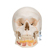 Classic Human Skull Model with Opened Lower Jaw, 3 part