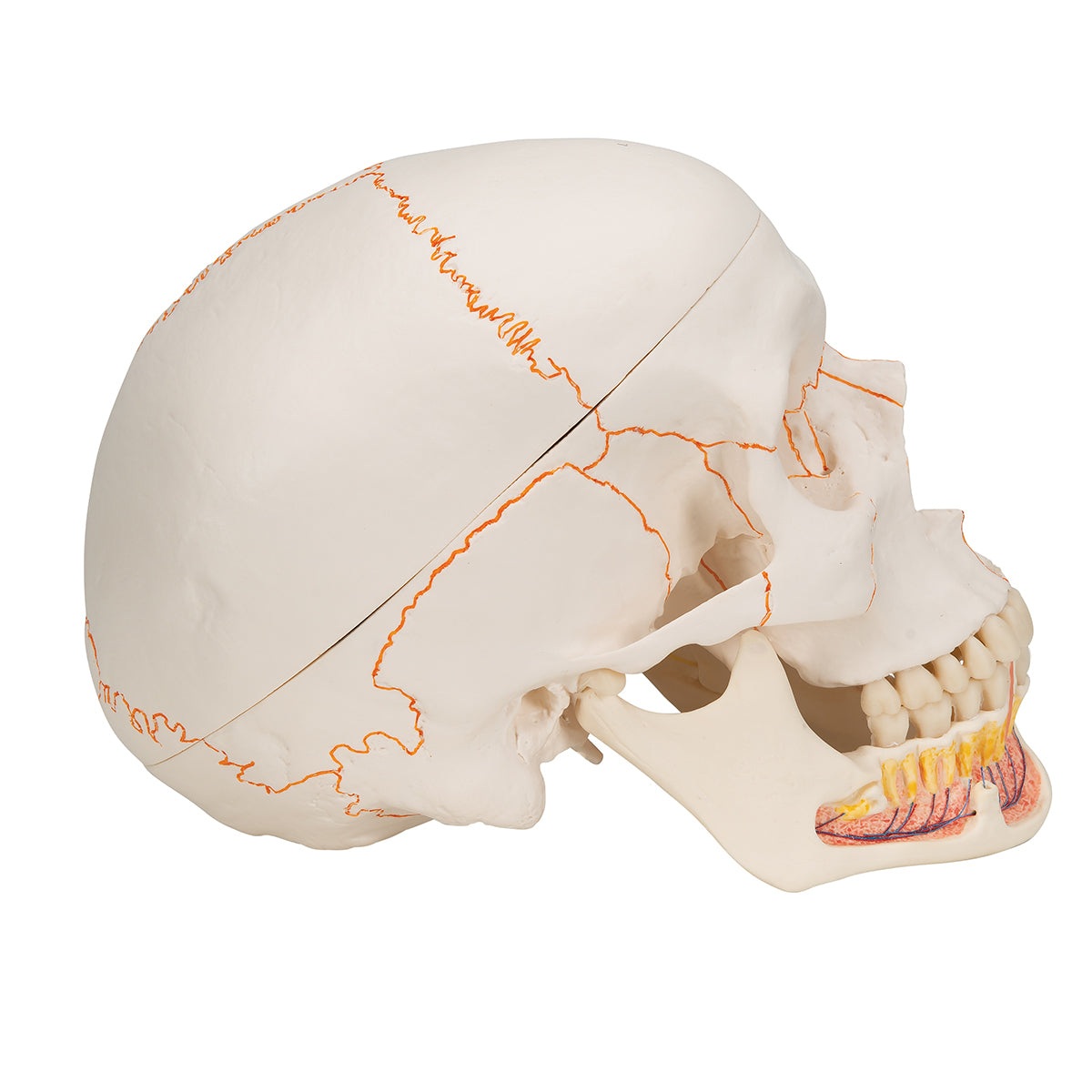 Classic Human Skull Model with Opened Lower Jaw, 3 part