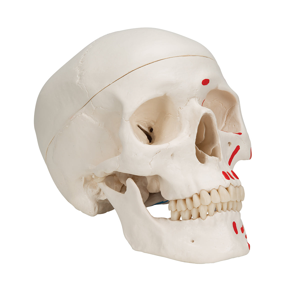 Classic Human Skull Model painted, 3 part