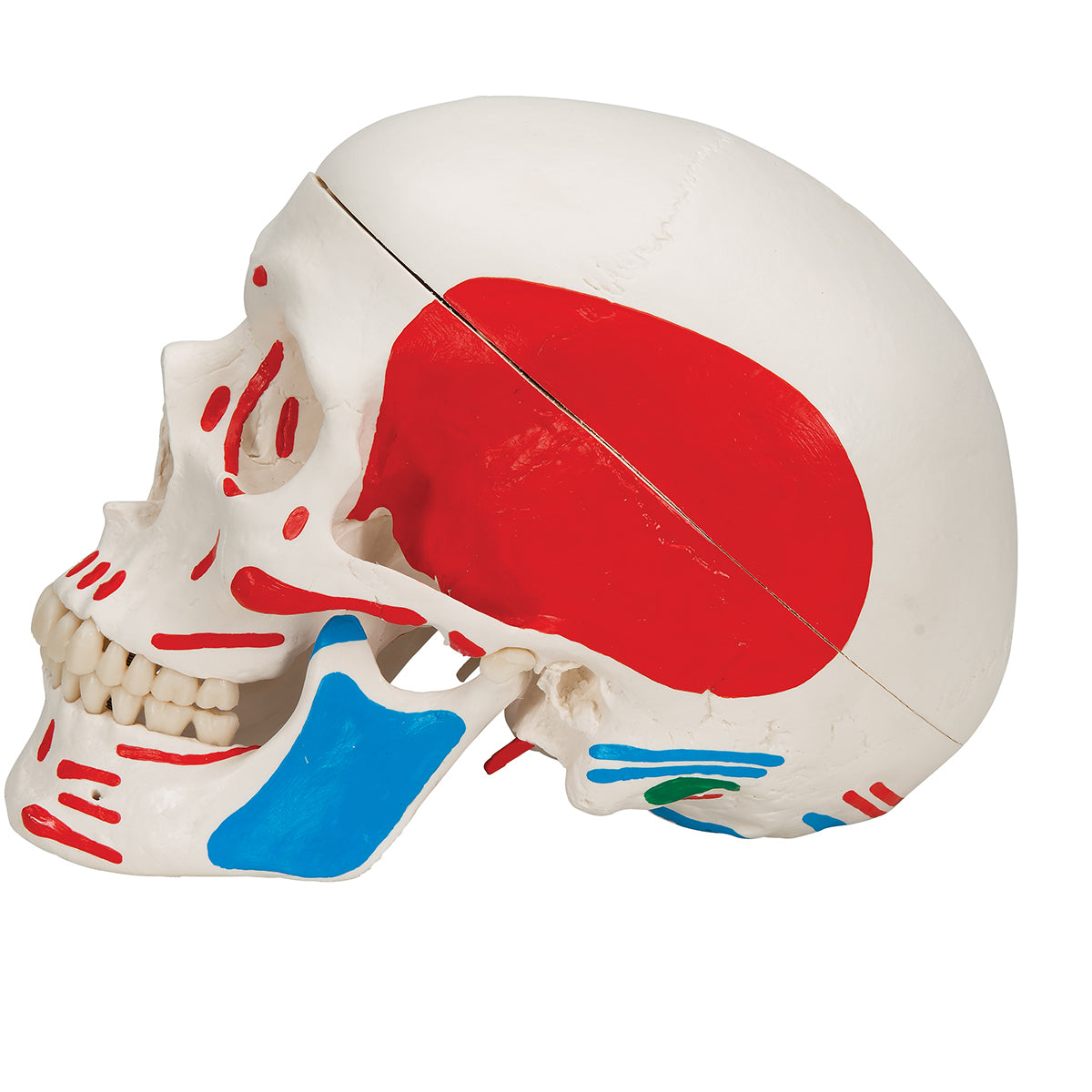 Classic Human Skull Model painted, 3 part