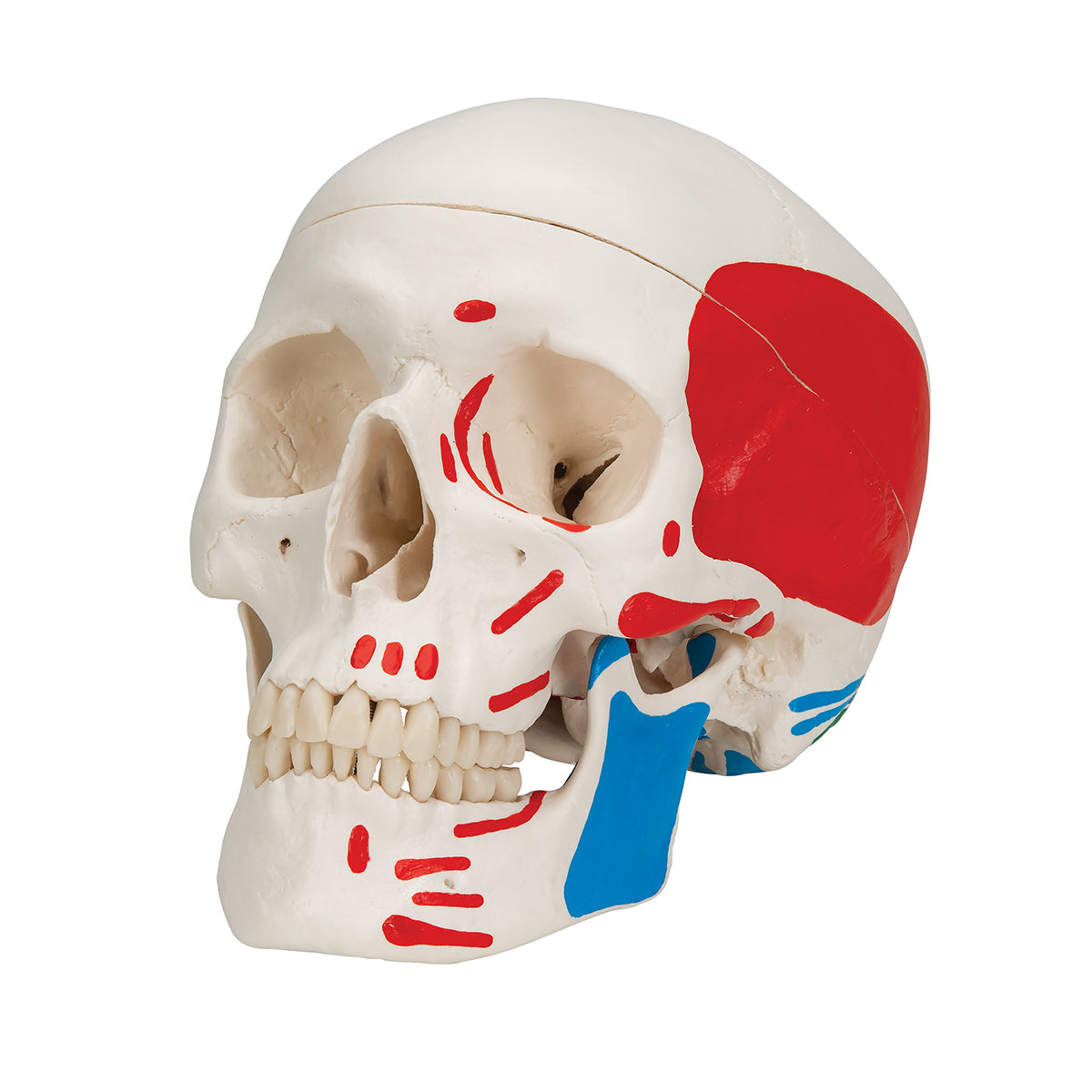 Classic Human Skull Model painted, 3 part