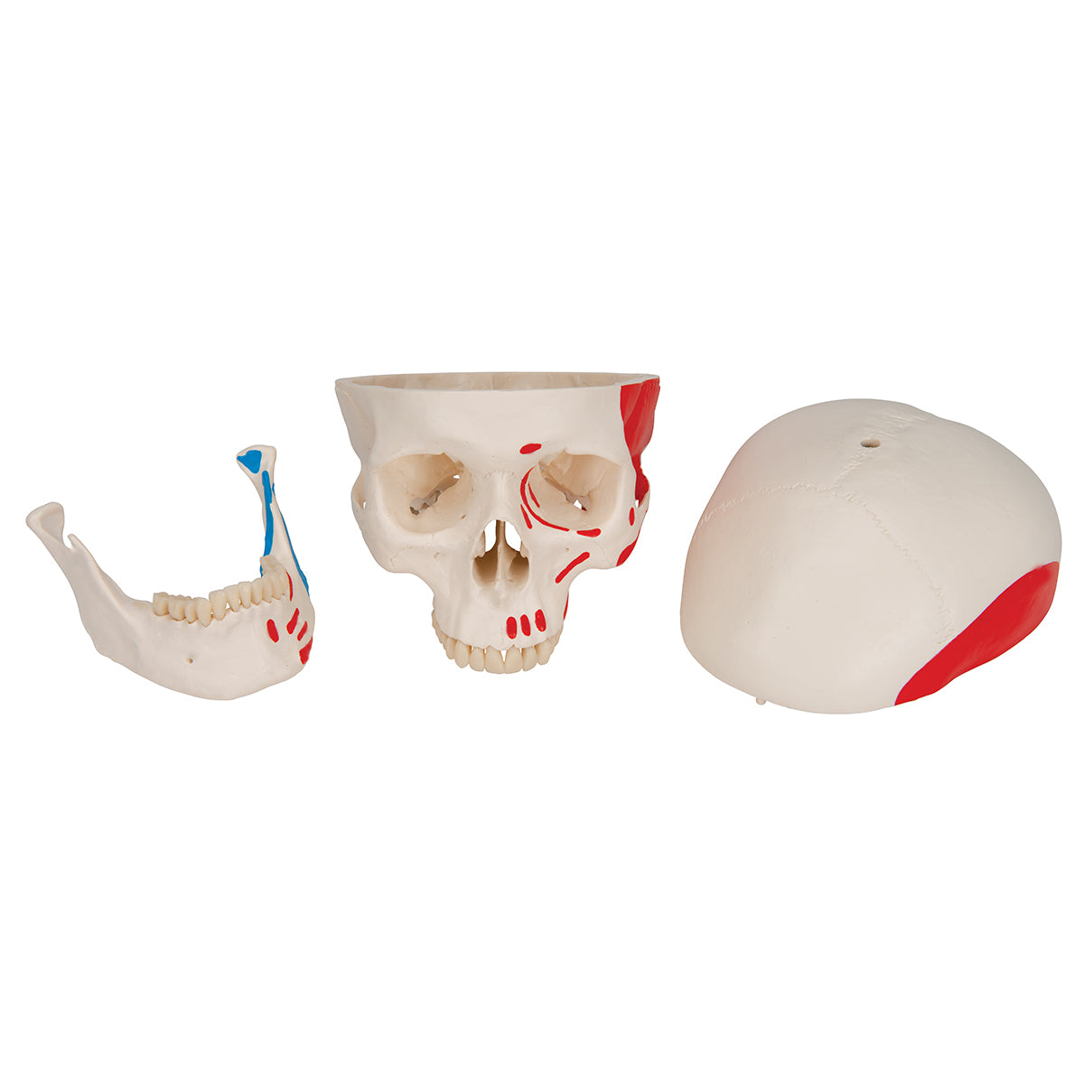 Classic Human Skull Model painted, 3 part