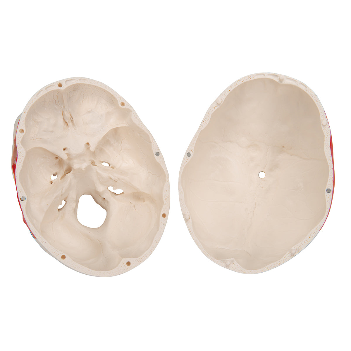Classic Human Skull Model painted, 3 part