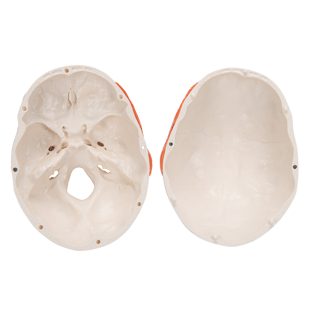 TMJ Human Skull Model, Demonstrates Functions of Masticator Muscles, 2 part