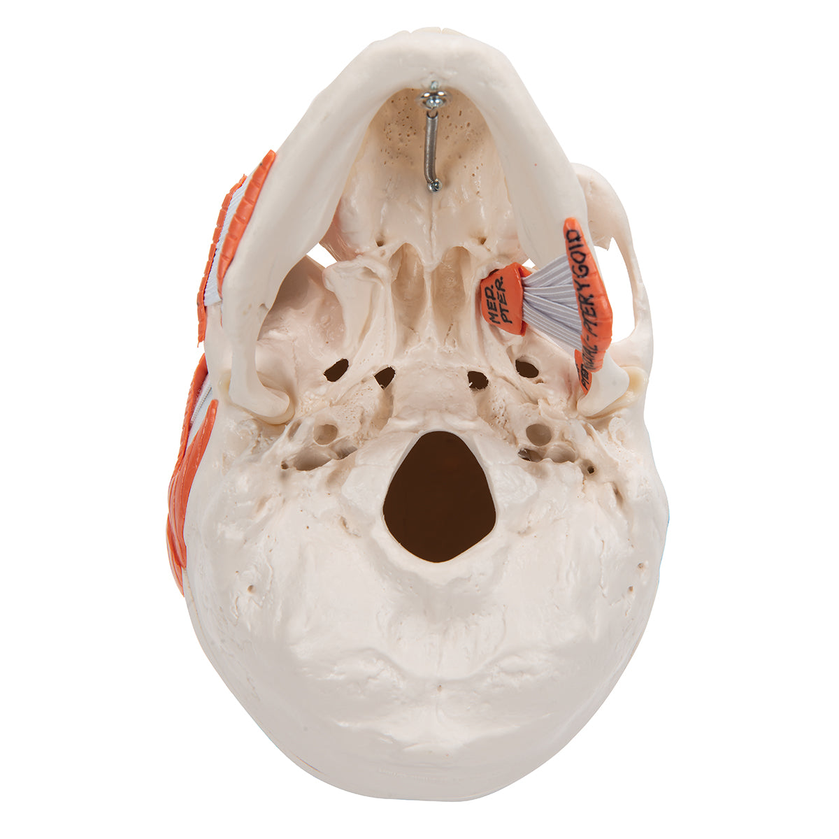 TMJ Human Skull Model, Demonstrates Functions of Masticator Muscles, 2 part