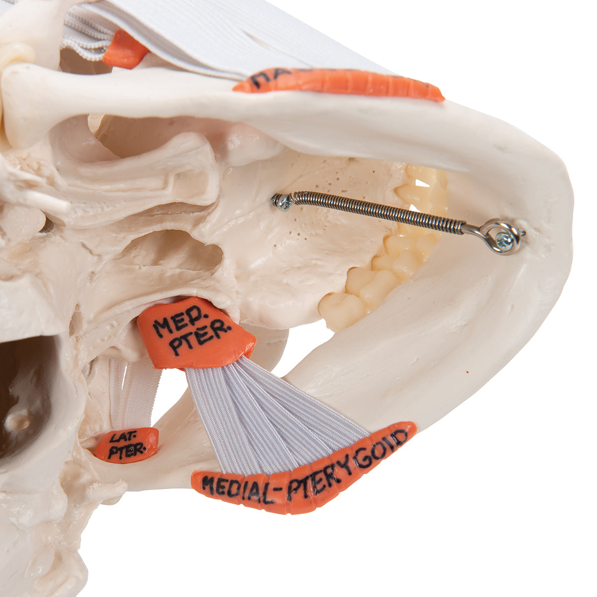 TMJ Human Skull Model, Demonstrates Functions of Masticator Muscles, 2 part