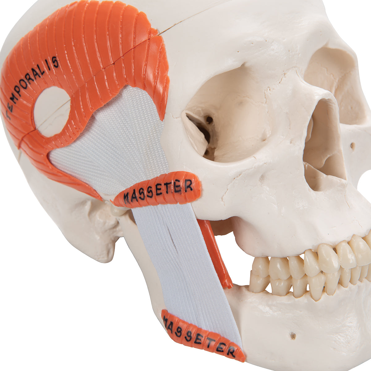 TMJ Human Skull Model, Demonstrates Functions of Masticator Muscles, 2 part