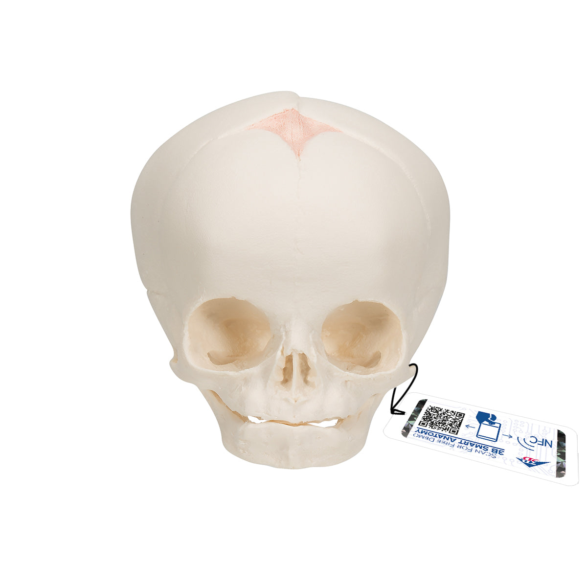 Foetal Skull Model, Natural Cast, 30th Week of Pregnancy