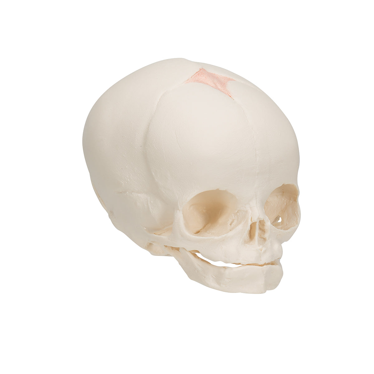 Foetal Skull Model, Natural Cast, 30th Week of Pregnancy