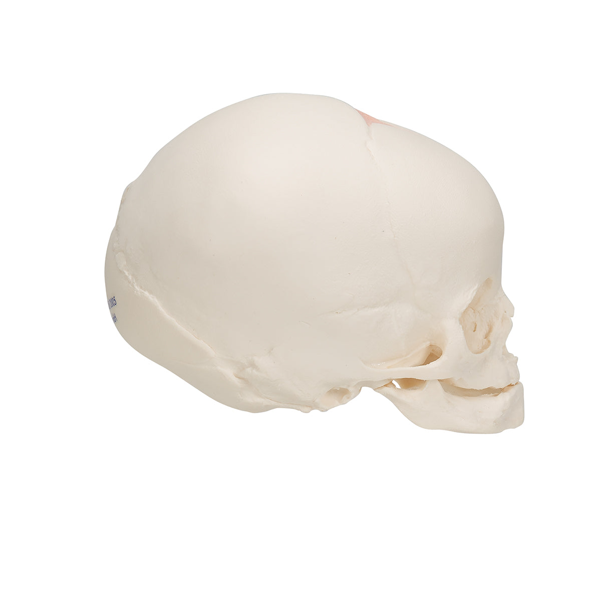 Foetal Skull Model, Natural Cast, 30th Week of Pregnancy