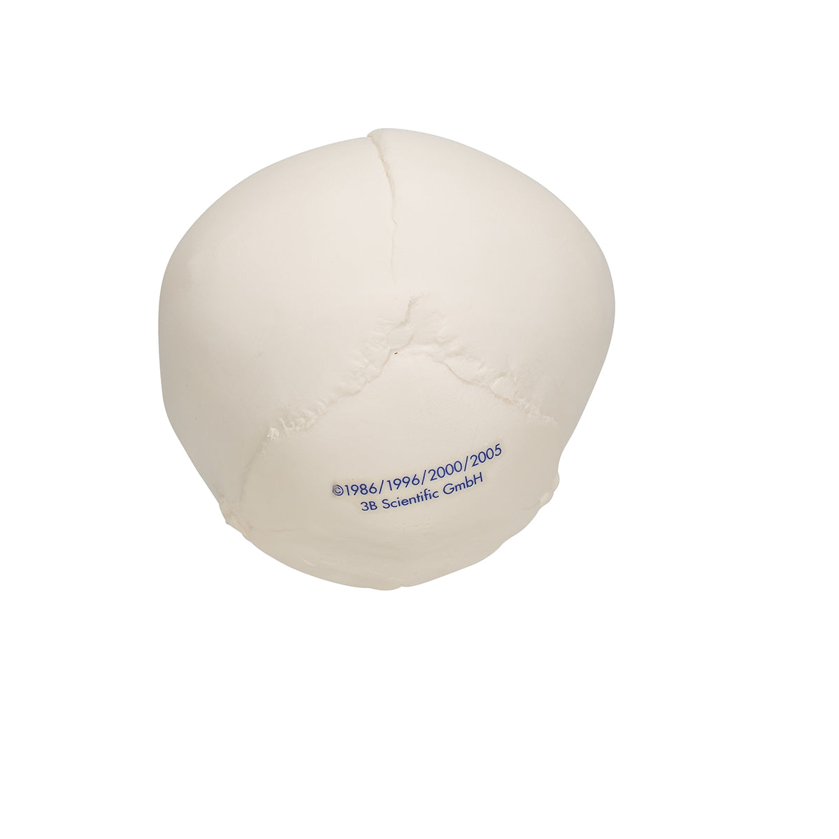 Foetal Skull Model, Natural Cast, 30th Week of Pregnancy
