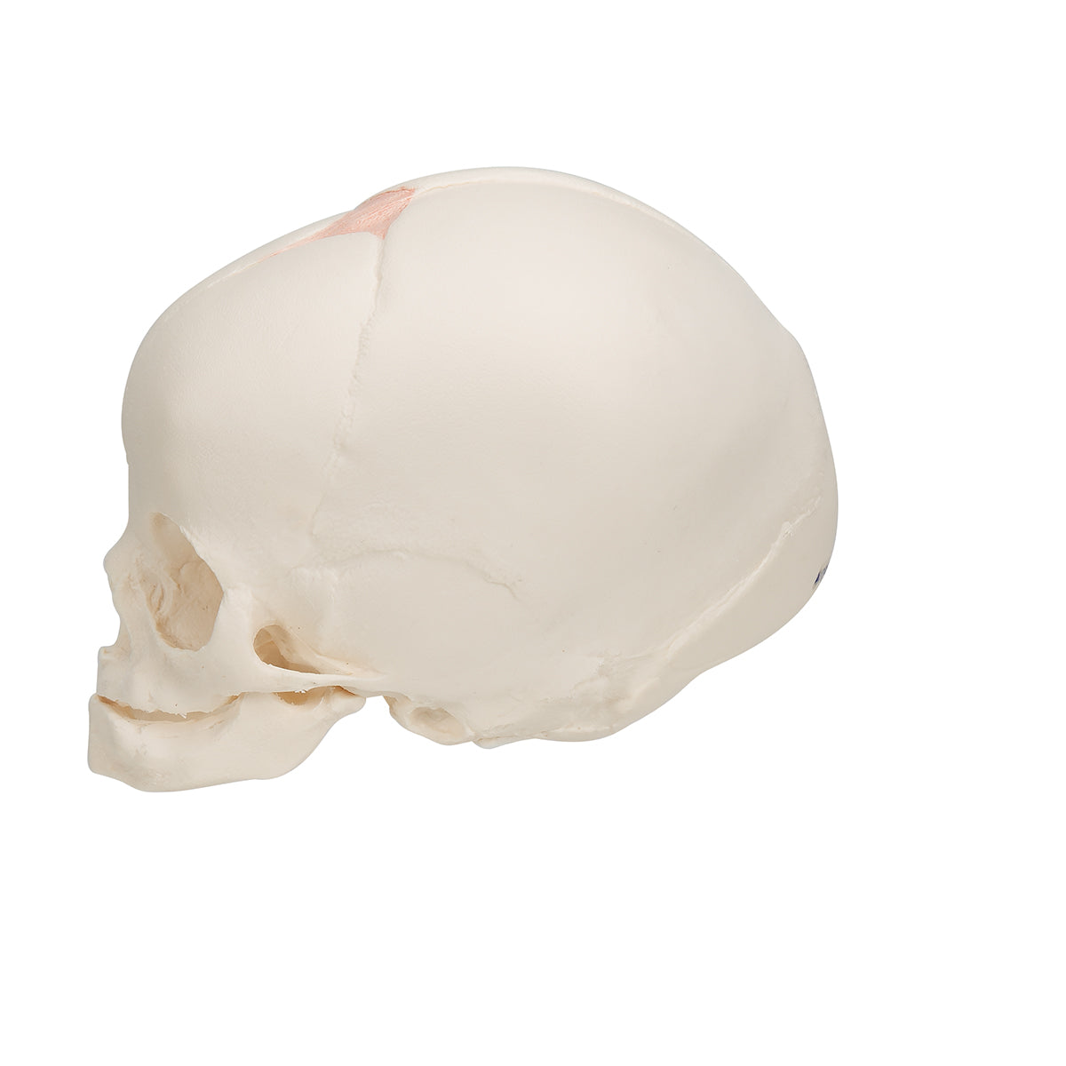 Foetal Skull Model, Natural Cast, 30th Week of Pregnancy