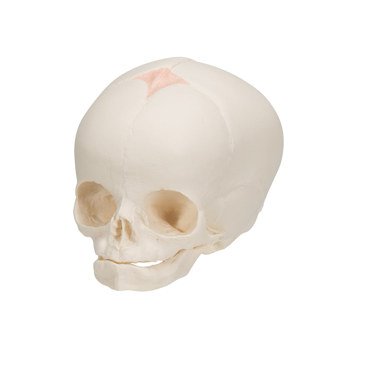 Foetal Skull Model, Natural Cast, 30th Week of Pregnancy