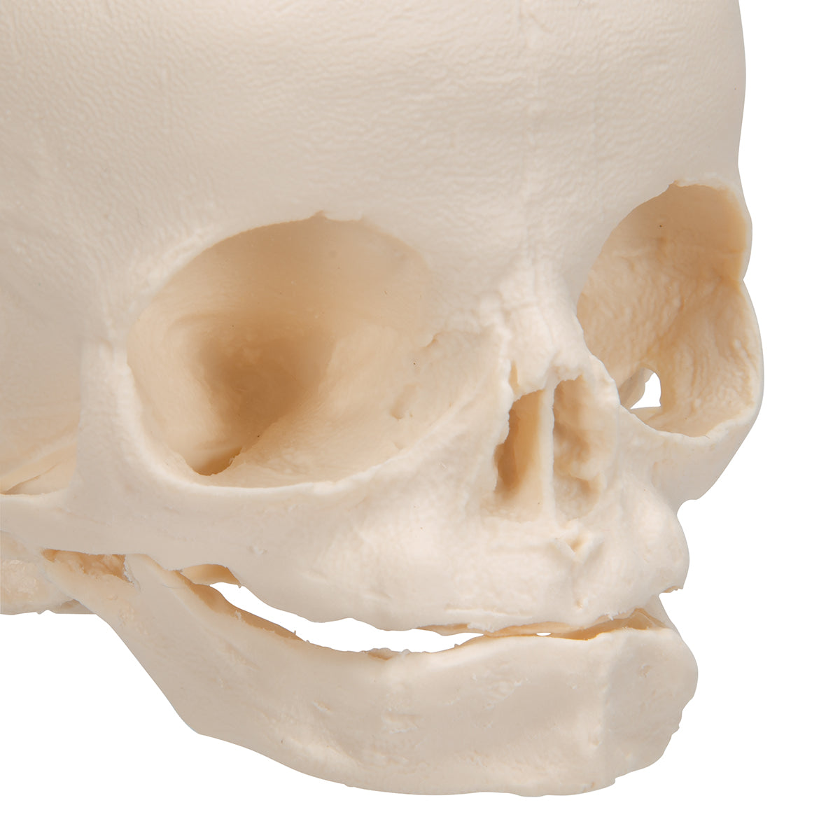 Foetal Skull Model, Natural Cast, 30th Week of Pregnancy