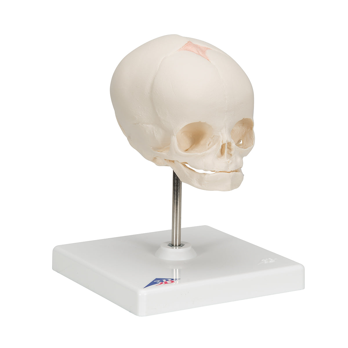 Foetal Skull Model, Natural Cast, 30th week of Pregnancy, on Stand