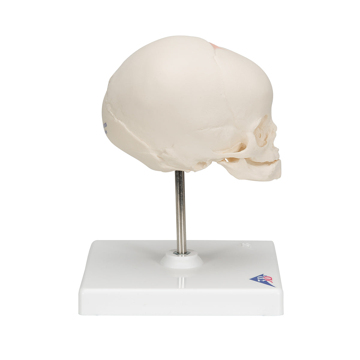 Foetal Skull Model, Natural Cast, 30th week of Pregnancy, on Stand