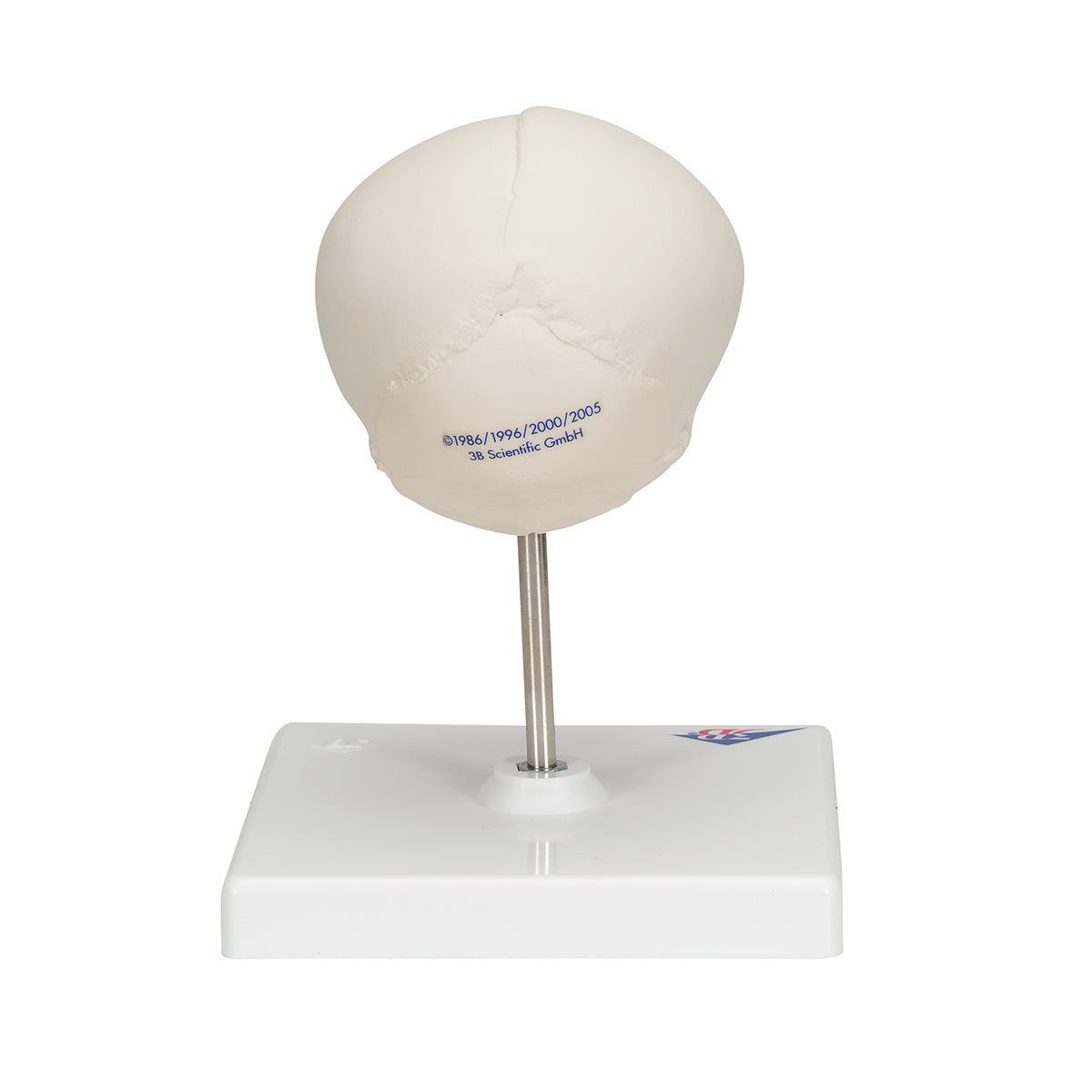 Foetal Skull Model, Natural Cast, 30th week of Pregnancy, on Stand