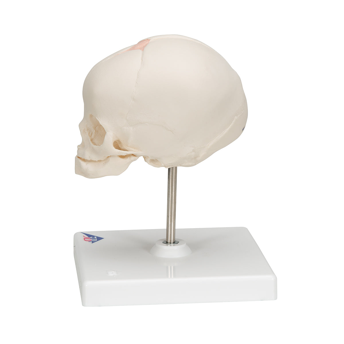 Foetal Skull Model, Natural Cast, 30th week of Pregnancy, on Stand