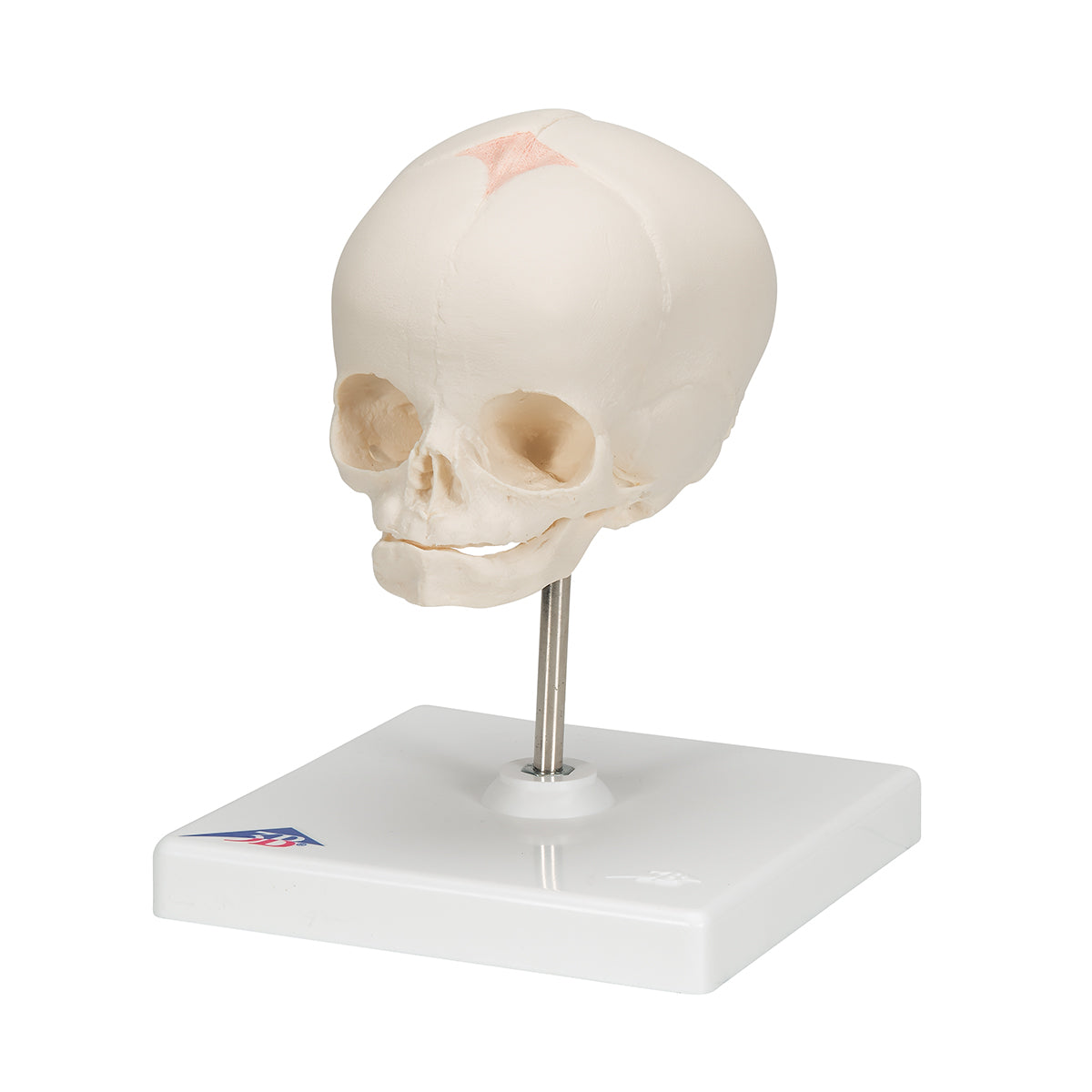 Foetal Skull Model, Natural Cast, 30th week of Pregnancy, on Stand