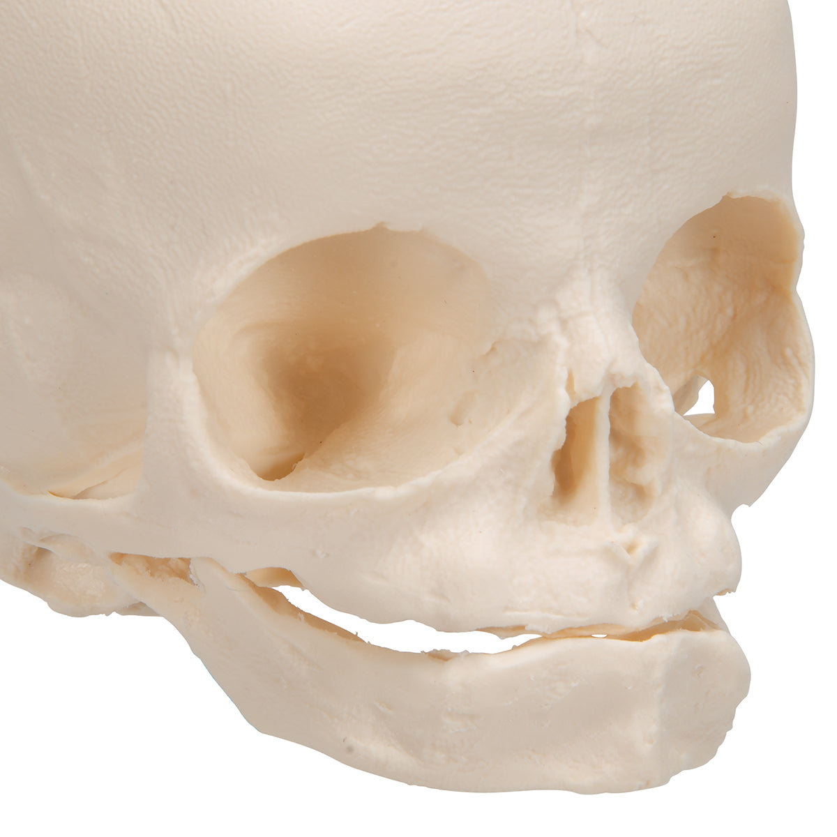 Foetal Skull Model, Natural Cast, 30th week of Pregnancy, on Stand