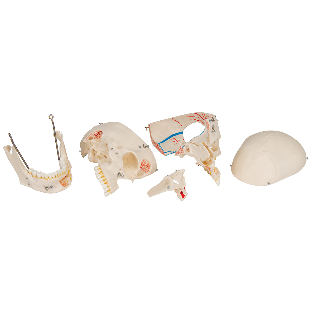 Deluxe Human Demonstration Dental Skull Model, 10 part