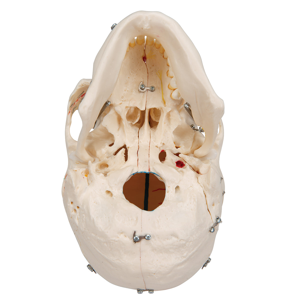 Deluxe Human Demonstration Dental Skull Model, 10 part