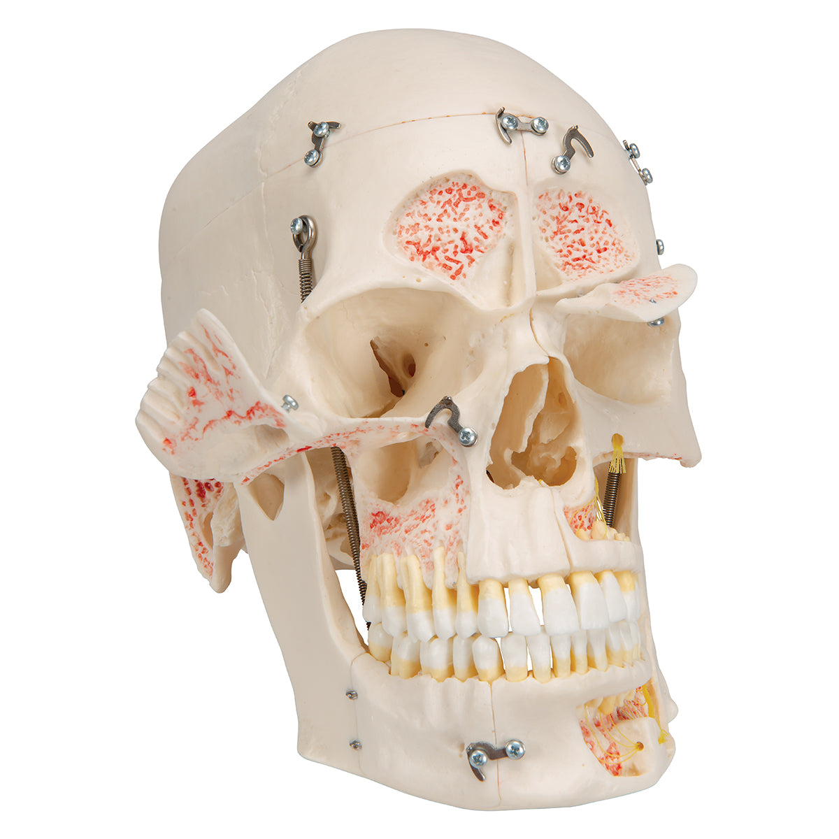 Deluxe Human Demonstration Dental Skull Model, 10 part