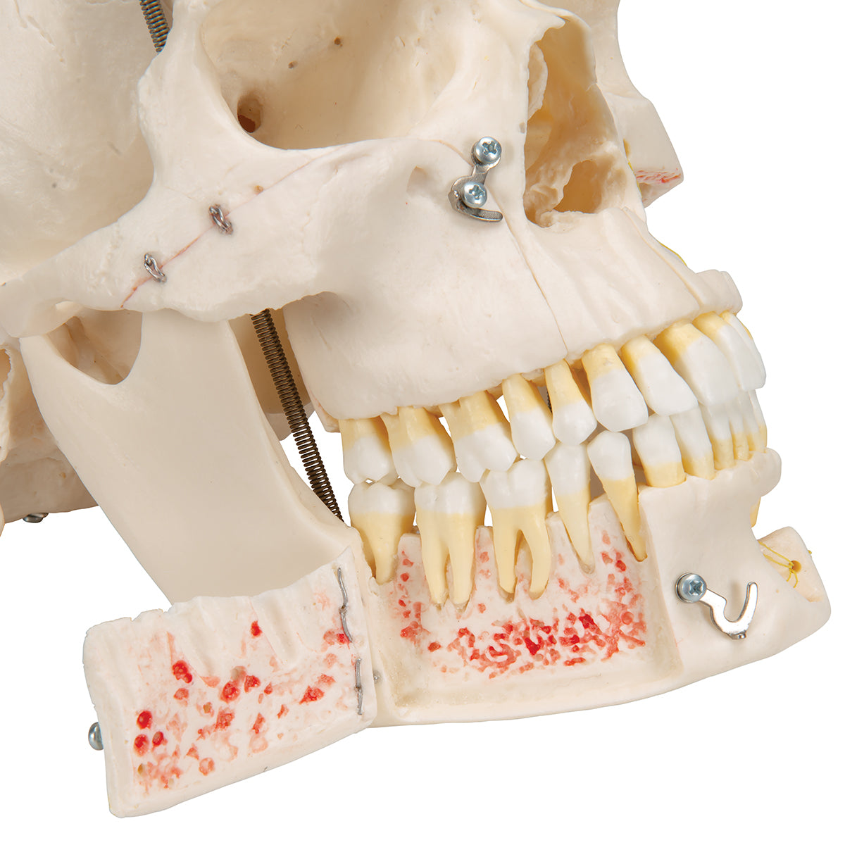 Deluxe Human Demonstration Dental Skull Model, 10 part