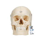 BONElike Human Bony Skull Model, 6 part