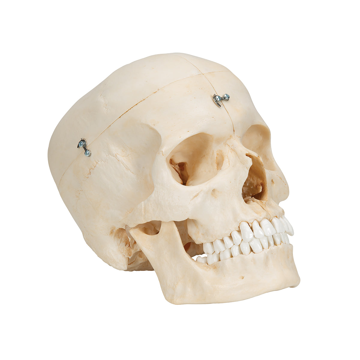 BONElike Human Bony Skull Model, 6 part