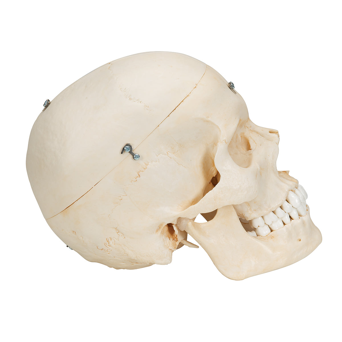 BONElike Human Bony Skull Model, 6 part