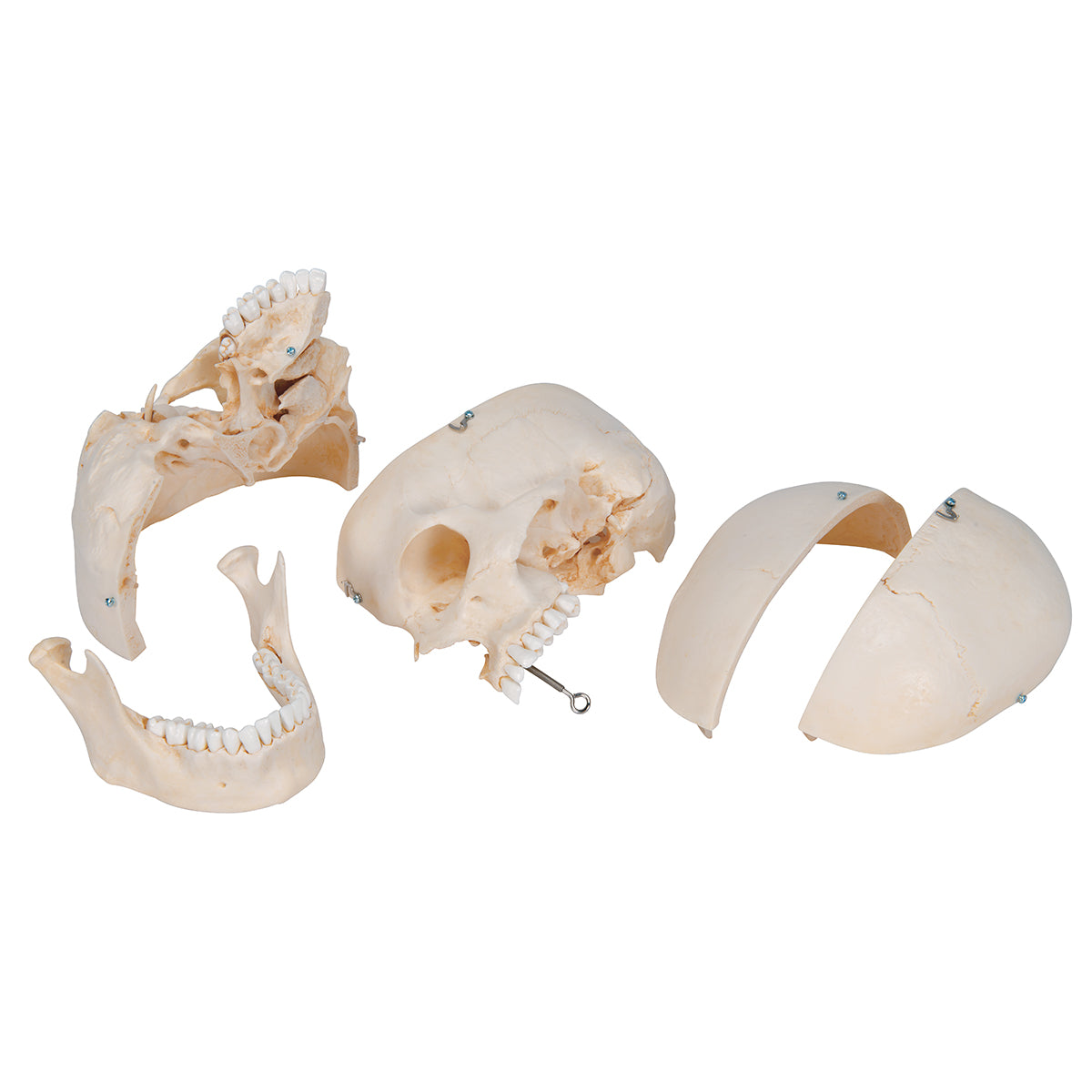 BONElike Human Bony Skull Model, 6 part
