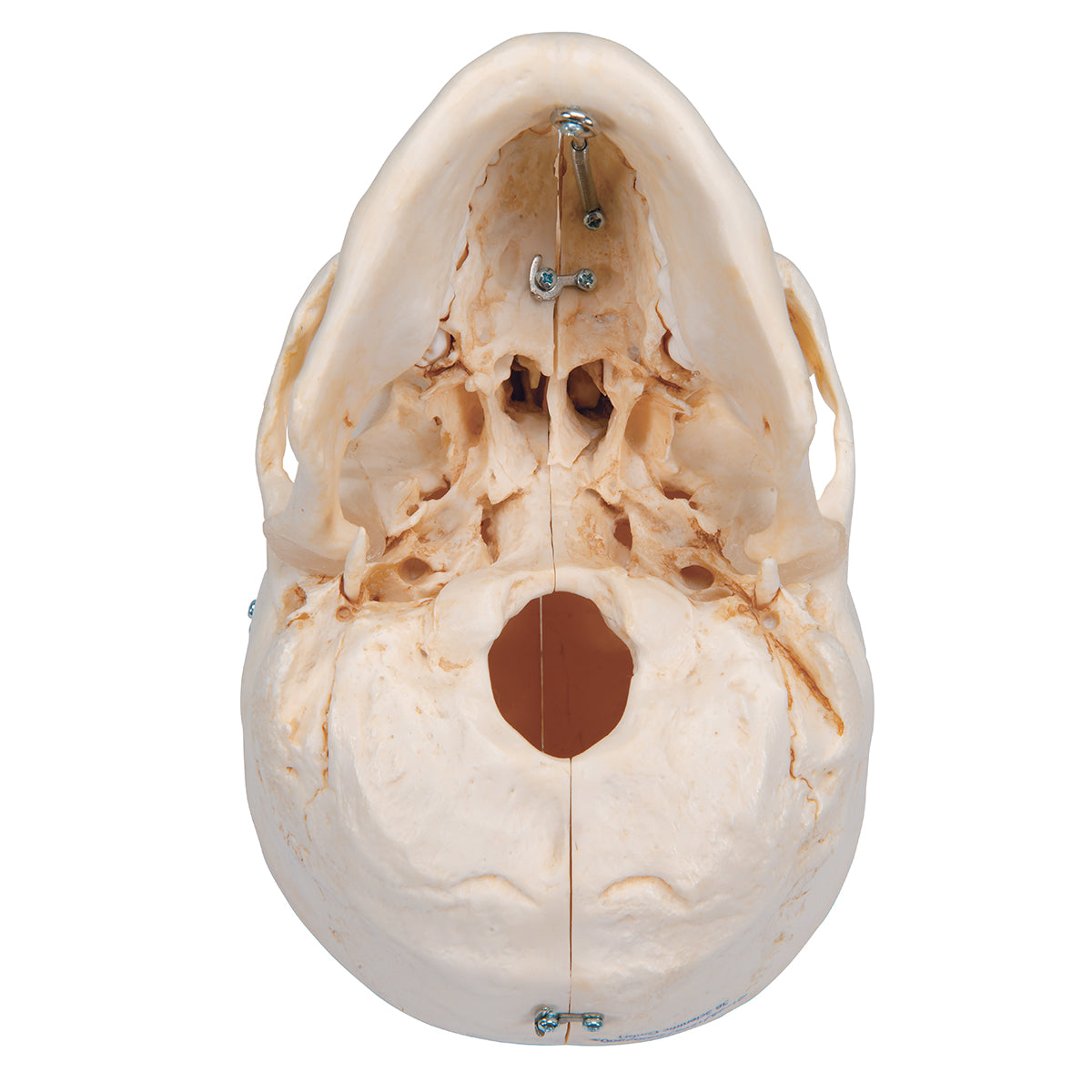 BONElike Human Bony Skull Model, 6 part