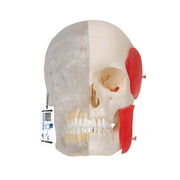 BONElike Human Skull Model, Half Transparent & Half Bony, 8 part
