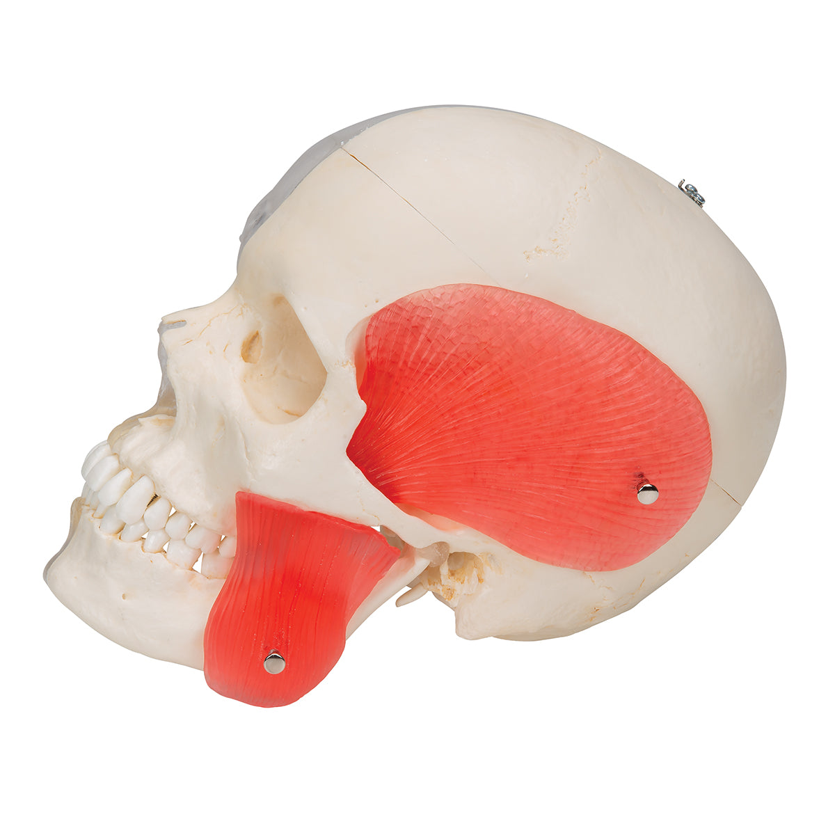 BONElike Human Skull Model, Half Transparent & Half Bony, 8 part