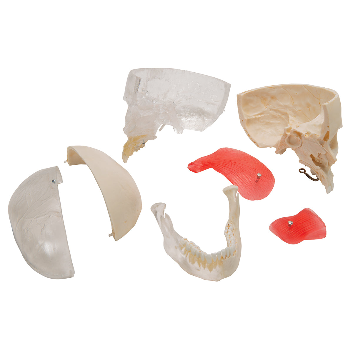 BONElike Human Skull Model, Half Transparent & Half Bony, 8 part