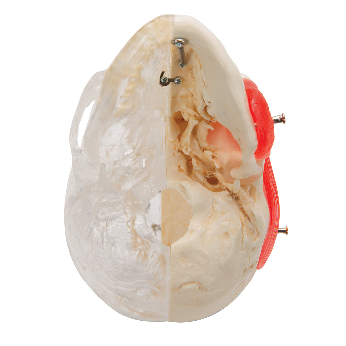 BONElike Human Skull Model, Half Transparent & Half Bony, 8 part