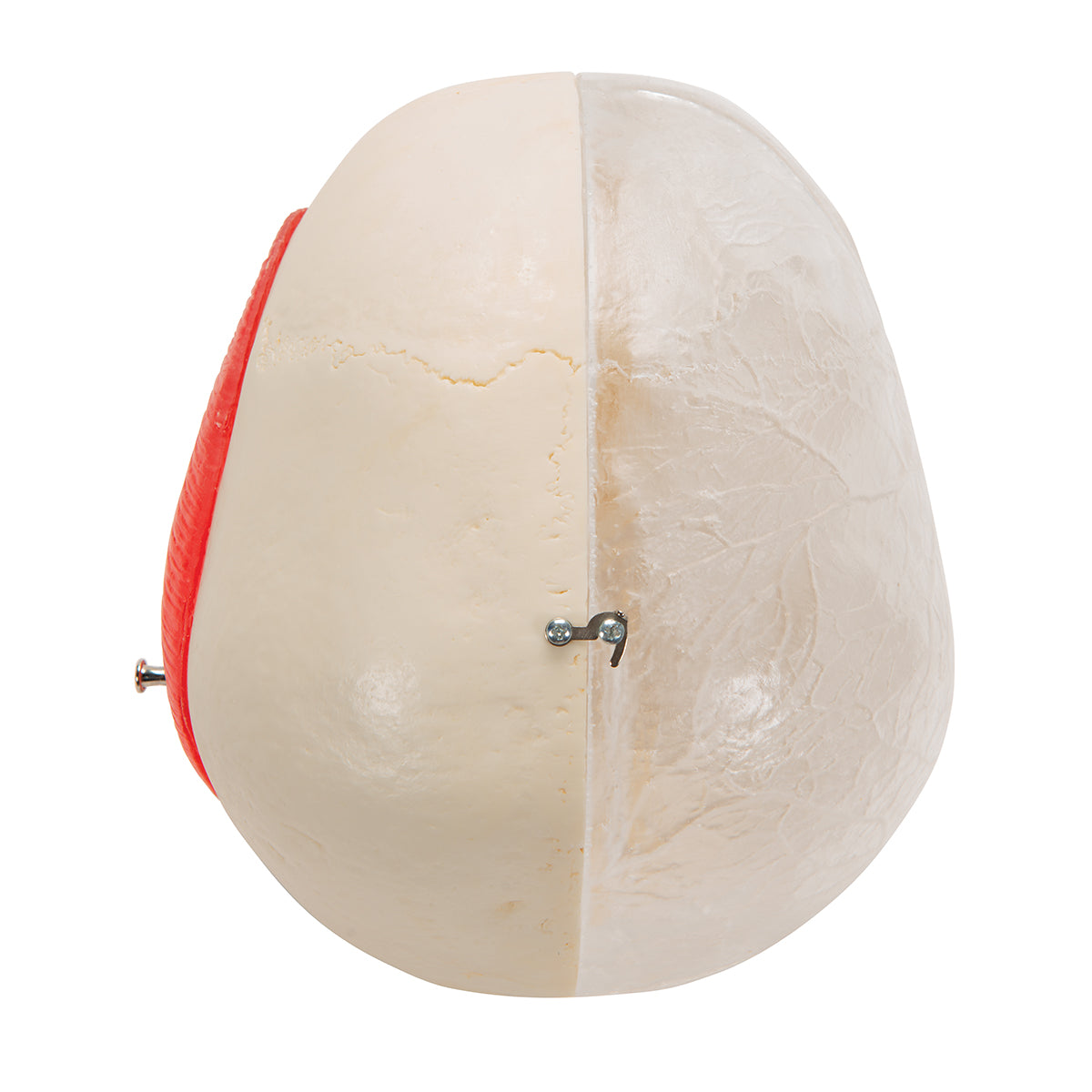 BONElike Human Skull Model, Half Transparent & Half Bony, 8 part