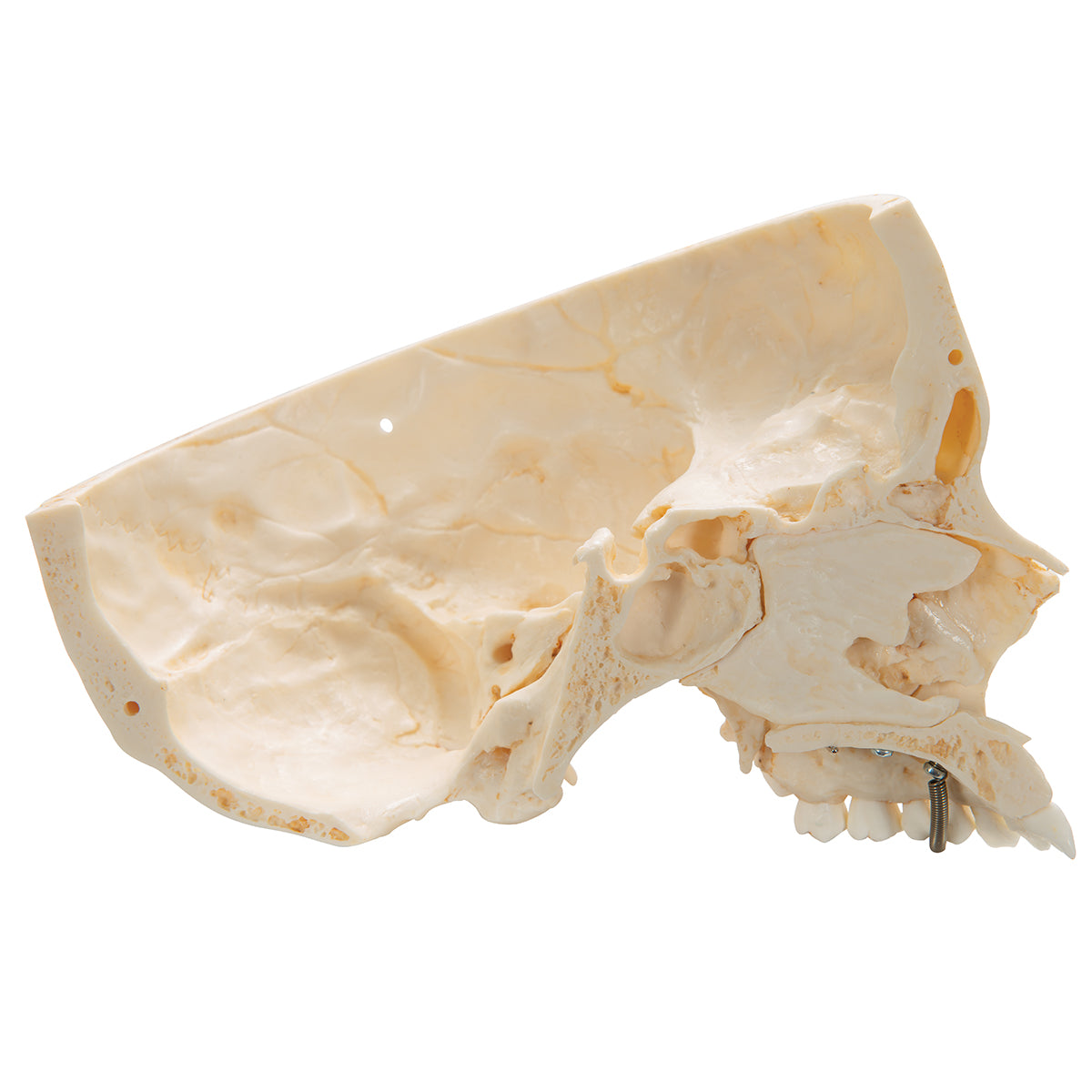 BONElike Human Skull Model, Half Transparent & Half Bony, 8 part