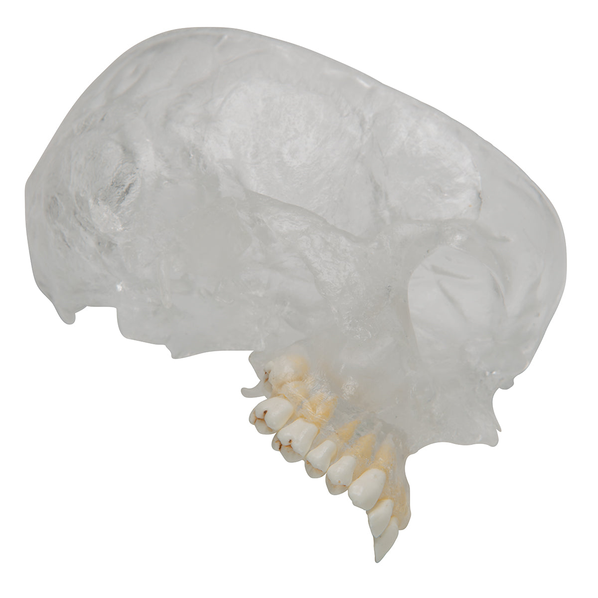 BONElike Human Skull Model, Half Transparent & Half Bony, 8 part