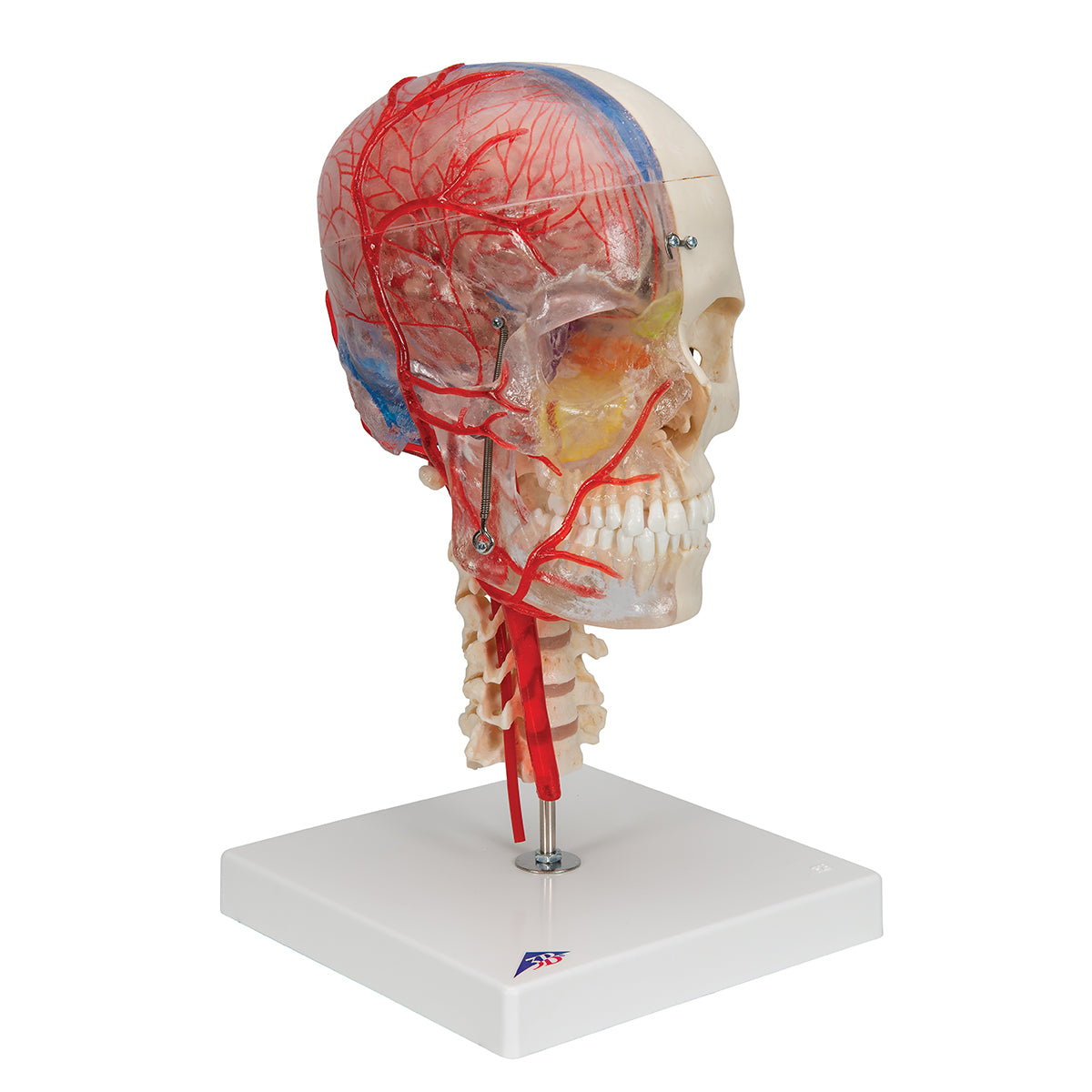 BONElike Human Skull Model, Half Transparent & Half Bony, Complete with Brain & Vertebrae