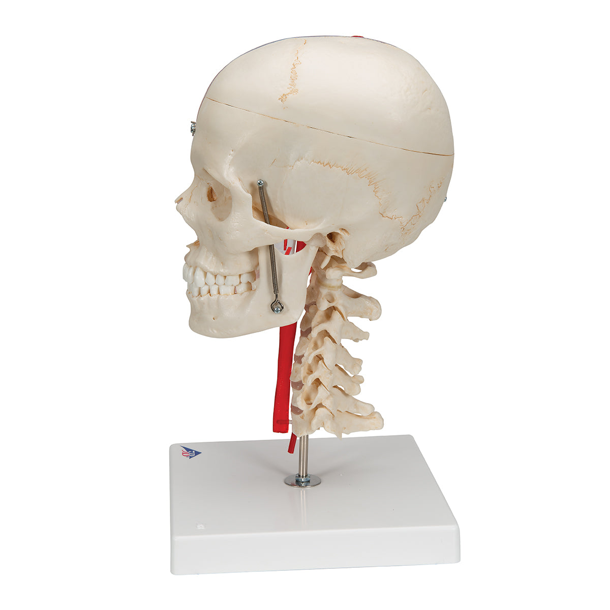 BONElike Human Skull Model, Half Transparent & Half Bony, Complete with Brain & Vertebrae